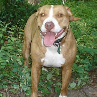 Lowes Jenny Leigh Pit Bull.jpg